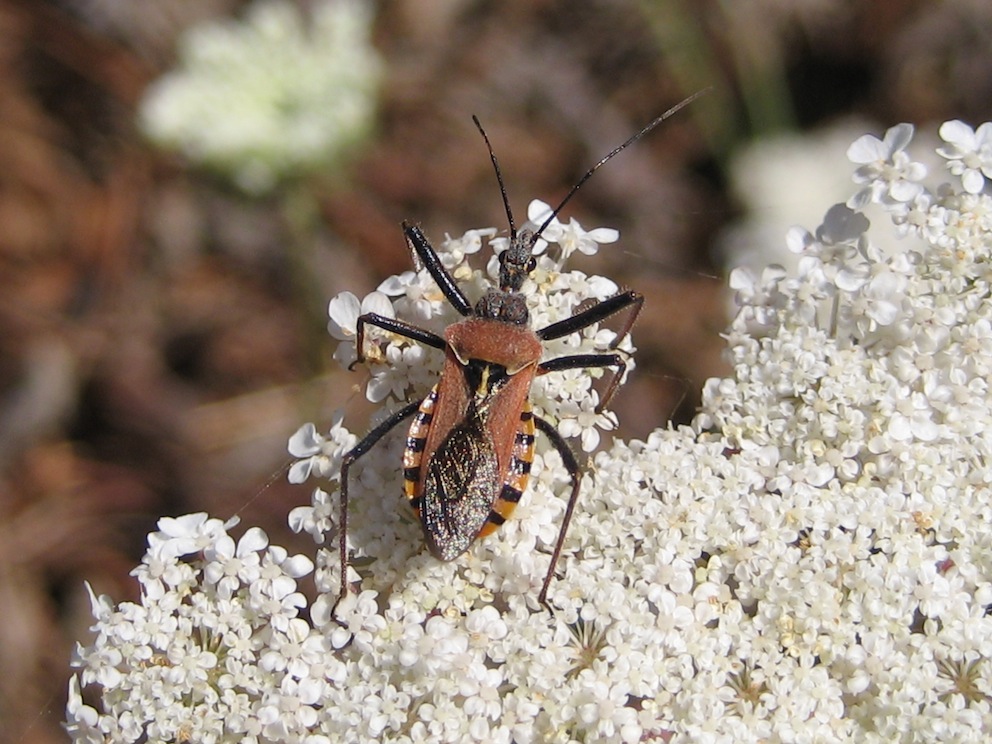 Reduviidae: Rhynocoris erytropus della Sicilia (Pa)